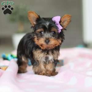 Daisy, Yorkie Puppy
